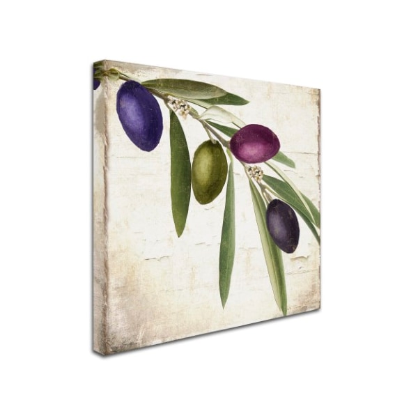 Color Bakery 'Olive Branch IV' Canvas Art,14x14